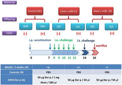 Goat Milk Consumption Enhances Innate and Adaptive Immunities and Alleviates Allergen-Induced Airway Inflammation in Offspring Mice